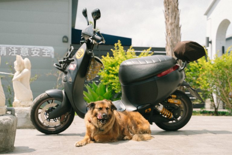 dog lying beside motor scooter