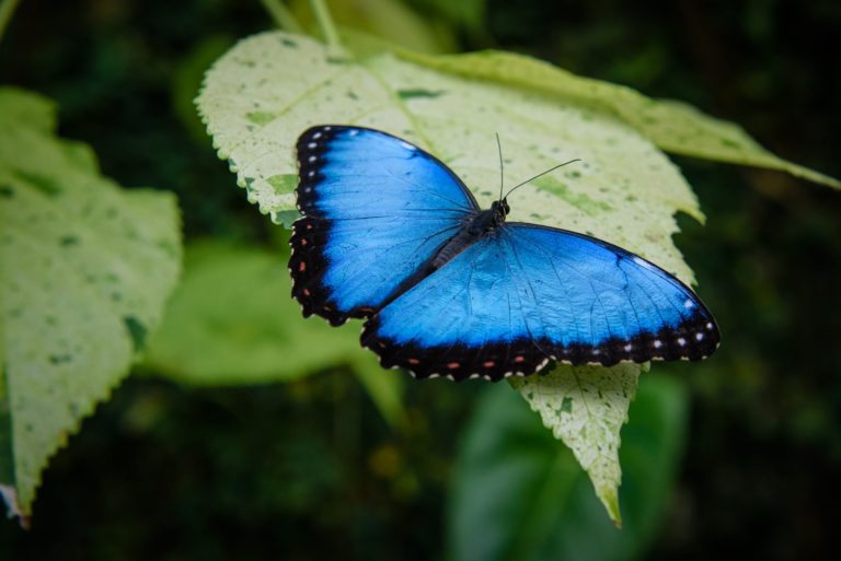 morpho butterfly