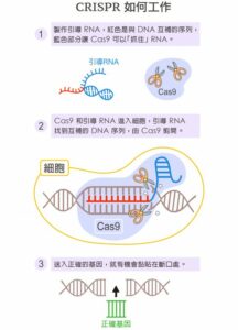 CRISPR技術編輯基因